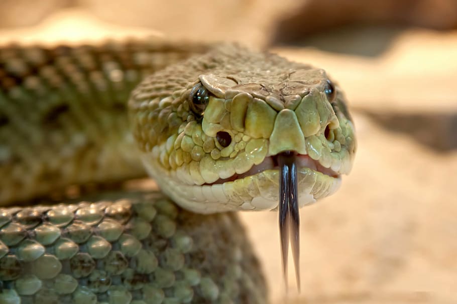 closeup, gray, green, snake, rattlesnake, toxic, dangerous, terrarium, viper, risk