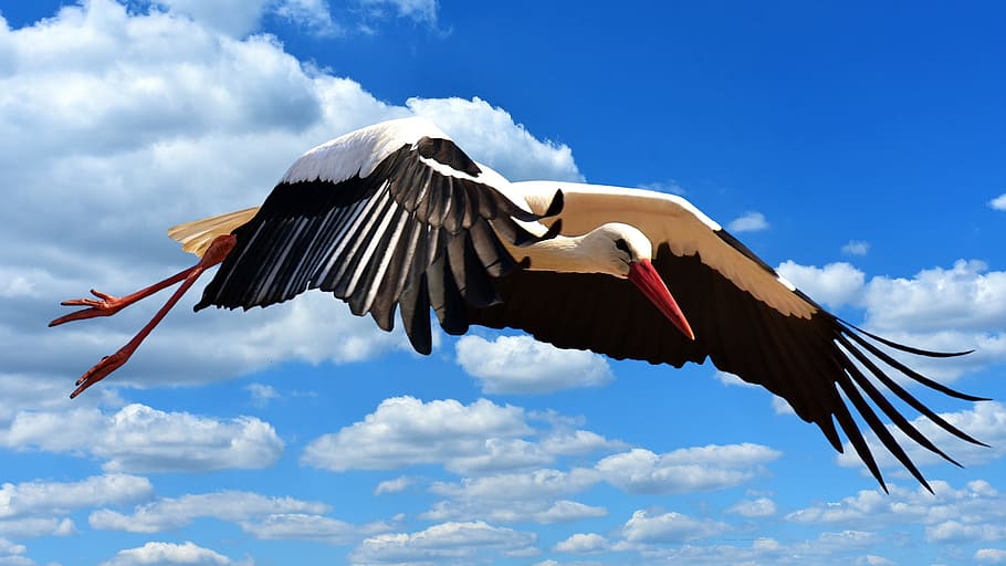 stork, fly, landing, elegant, feather, bird, plumage, nature, animals, rattle stork