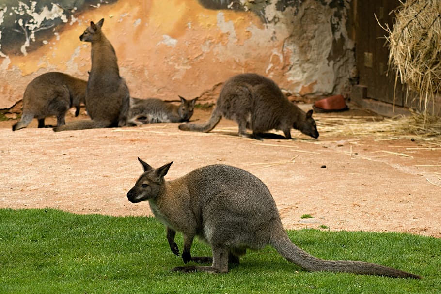 Kangaroo, Kangaroos, Zoo, the zoological garden, deep n, vltavou, animals, zoo enclosure, animal wildlife, animals in the wild