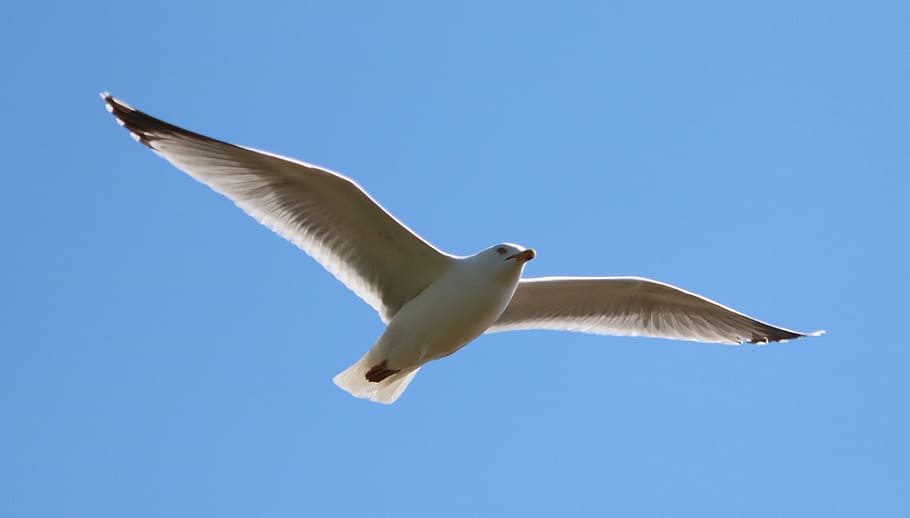 herring gull, seagull, flying, bird, in flight, sky, nature, gull, fly, flight