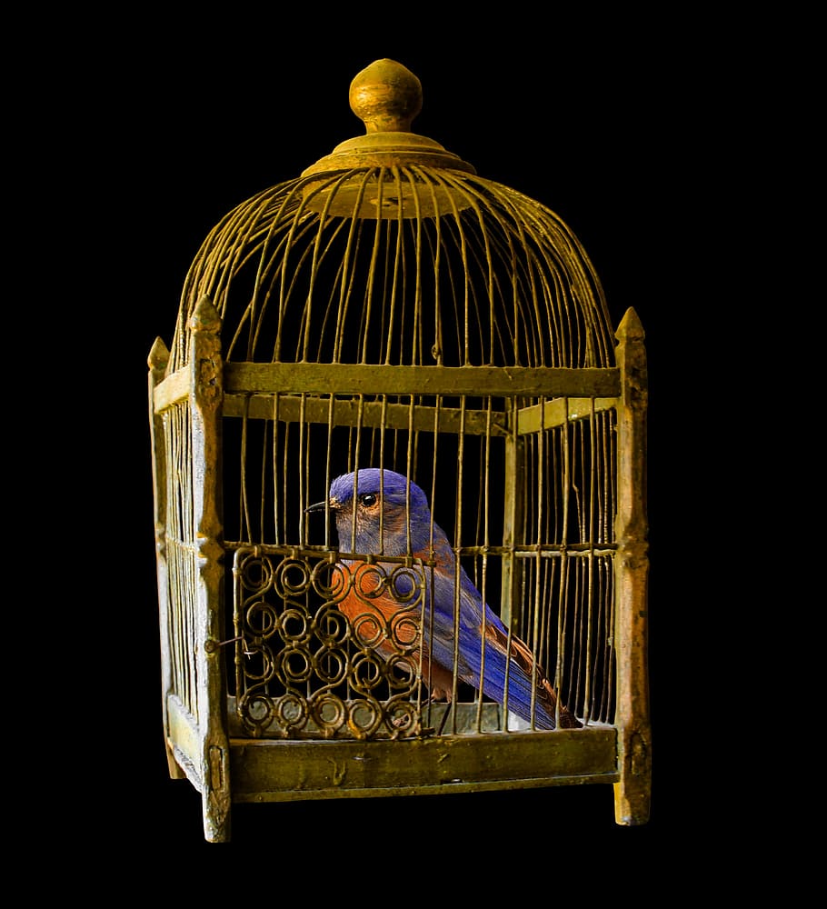 azul, naranja, pájaro, marrón, jaula de acero, jaula, oro, prisión, encarcelado, dorado