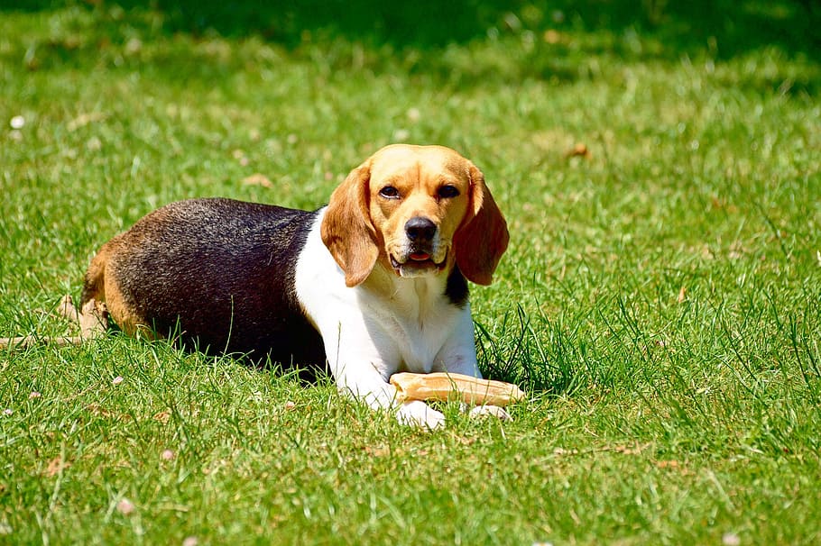 close-up photo, english beagle, lying, green, grass, dog, beagle, game, one animal, canine