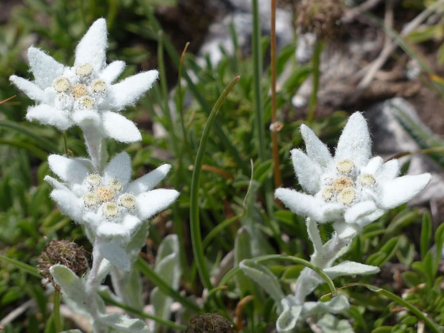 white petaled flowers, alpine edelweiß, ordinary, edelweiss, fluffy, white, rarely, protected, leontopodium microdochium, alpine flower