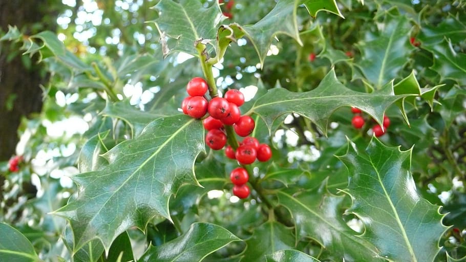 holly, flowering, food and drink, leaf, food, plant part, fruit, growth, plant, healthy eating