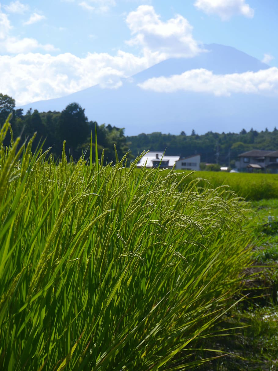 rice, rice cultivation, ear of rice, green, yellow-green, paddy field, mt fuji, cloud, sky, blue sky