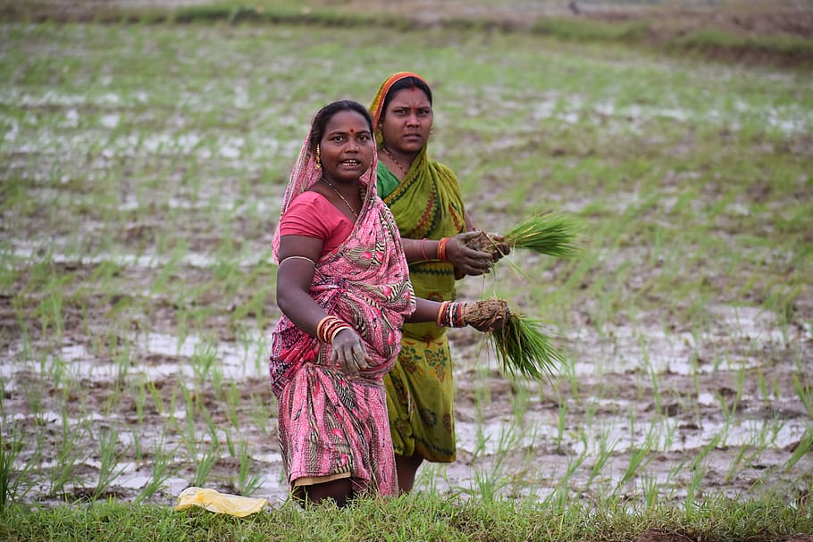 two women, sari, rice, farmer, two people, women, plant, togetherness, adult, nature