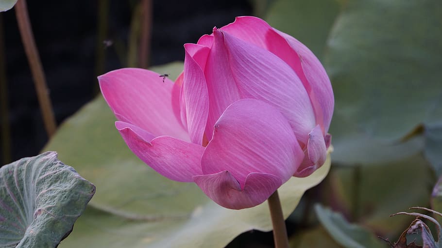 pathum, bua luang-pink, boa cape red, big ass, leaves, bua luang, lotus, water plants, pink lotus, plant
