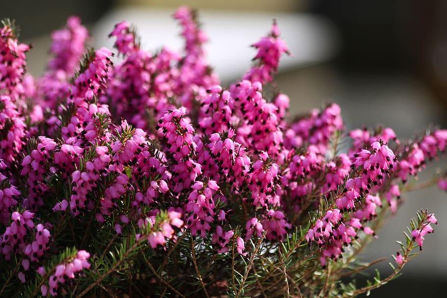 heather red, flowering, plant, flowering plant, flower, beauty in nature, pink color, freshness, growth, vulnerability