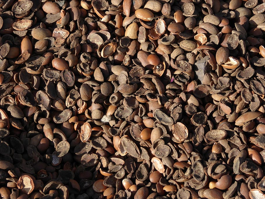 peanut lot, argan oil, nutshells, argan nuts, morocco, bioargan, large group of objects, full frame, abundance, backgrounds