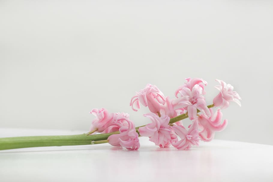 superficial, fotografía de enfoque, rosa, flor, pétalo, planta, naturaleza, blanco, mesa, color rosa