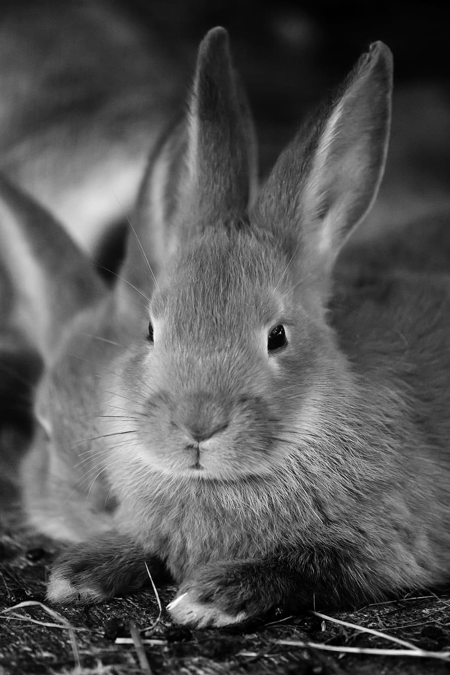 coelho, fotografia em escala de cinza, bonitinho, orelha, orelhas, páscoa, fofo, pele, peludo, lebre