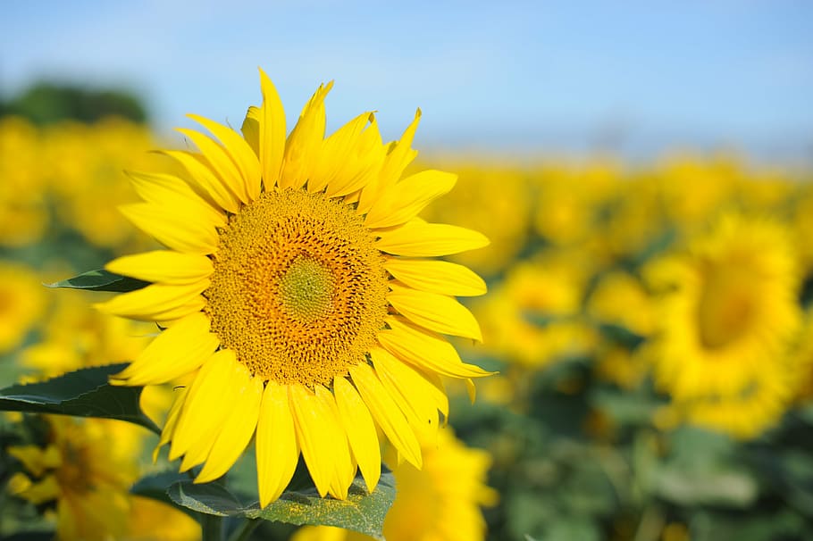 natural, sunflower, the scenery, yellow, flower, flowering plant, plant, beauty in nature, growth, freshness