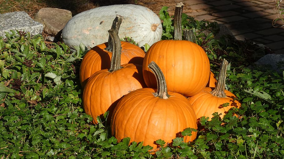 pumpkin, autumn, halloween, vegetables, harvest, food, decoration, orange, thanksgiving, choose