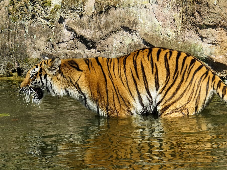 tiger, predator, cat, dangerous, zoo, angry, water, lurking, roar, animal themes