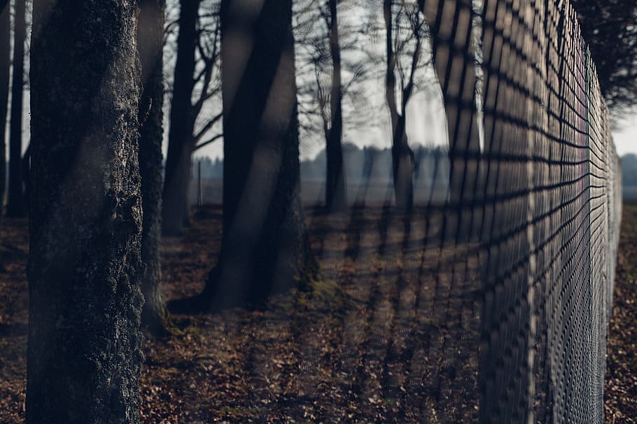trees, plant, wood, nature, wire, fence, tree, tree trunk, trunk, forest