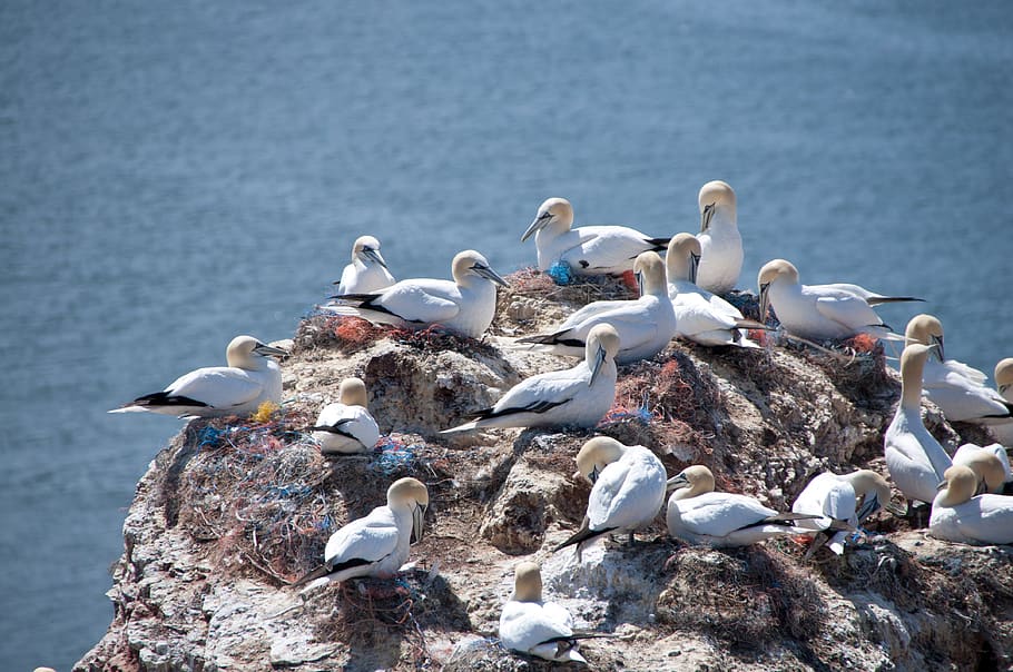 helgoland, northern gannet, north sea, bird, rock, sea island, sea bird, animal wildlife, animals in the wild, vertebrate