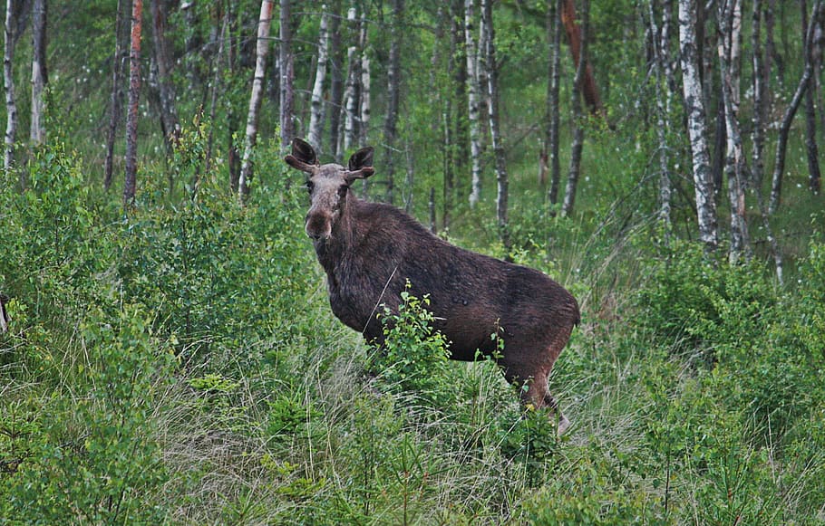 moose, young bull moose, forest, animals, sweden, animal, animal themes, plant, mammal, animal wildlife