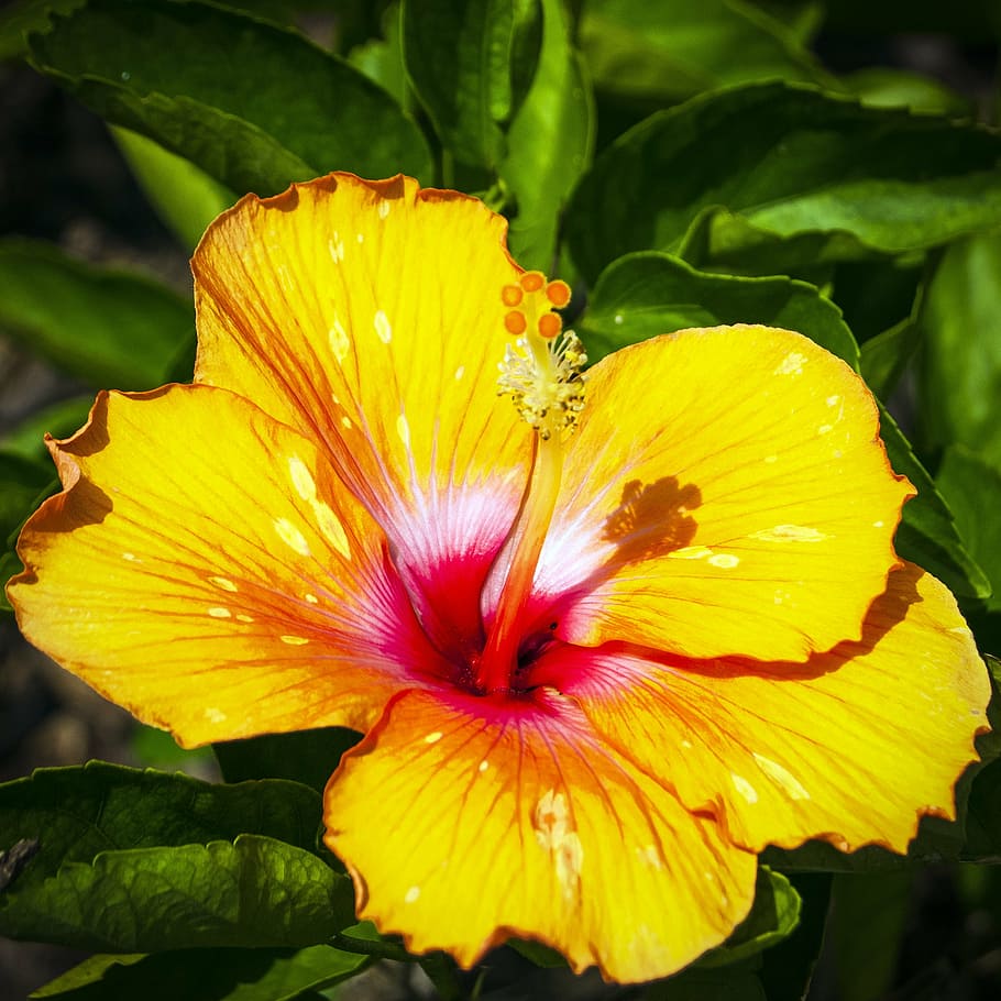 hibiscus, yellow hibiscus, floral, yellow floral, tropical flower, flowering plant, flower, fragility, petal, vulnerability