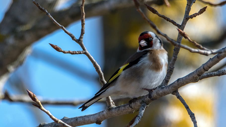 brown, black, bird, tree branch, selective, focus photography, european goldfinch, small, singer, nature