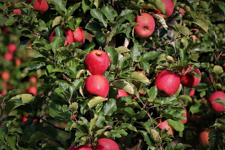 macieira, maçã, tirol do sul, colheita, outono, vermelho, fruta, maduro, nutrição, montanhas