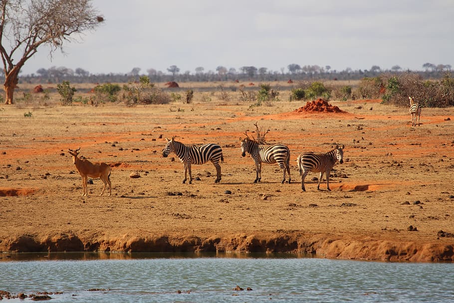 zebra, áfrica, safari, tsavo leste, poço de água, temas de animais, animal, animais selvagens, mamífero, vida selvagem animal