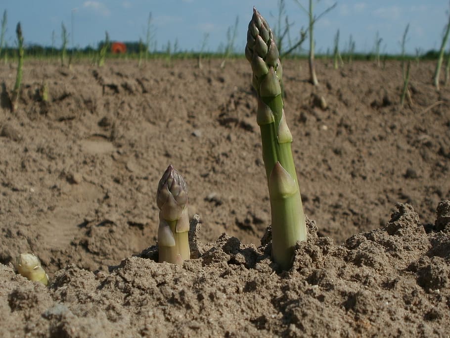 asparagus, field, agriculture, growth, crop, plant, farming, cultivated, organic, ripe