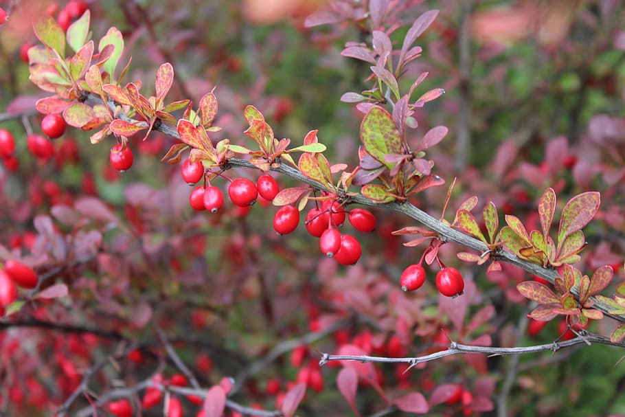 barberry, bush, autumn, ornamental shrub, red fruits, hedge, food and drink, food, healthy eating, fruit