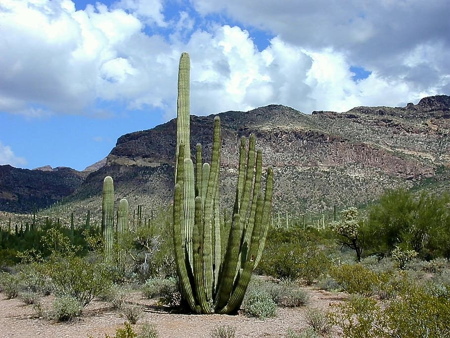 Cactus Desert Organ Pipes National Park Organ Pipe Cactus