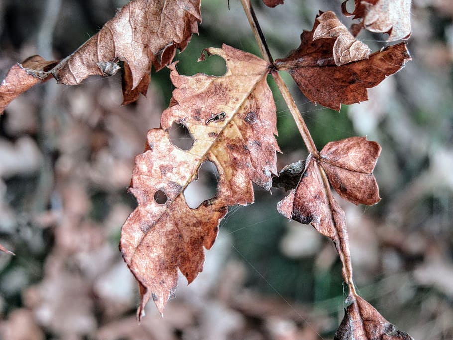 autumn, dead plant, leaves, leaf, dry, fall leaves, autumn colours, fall color, fall foliage, branches