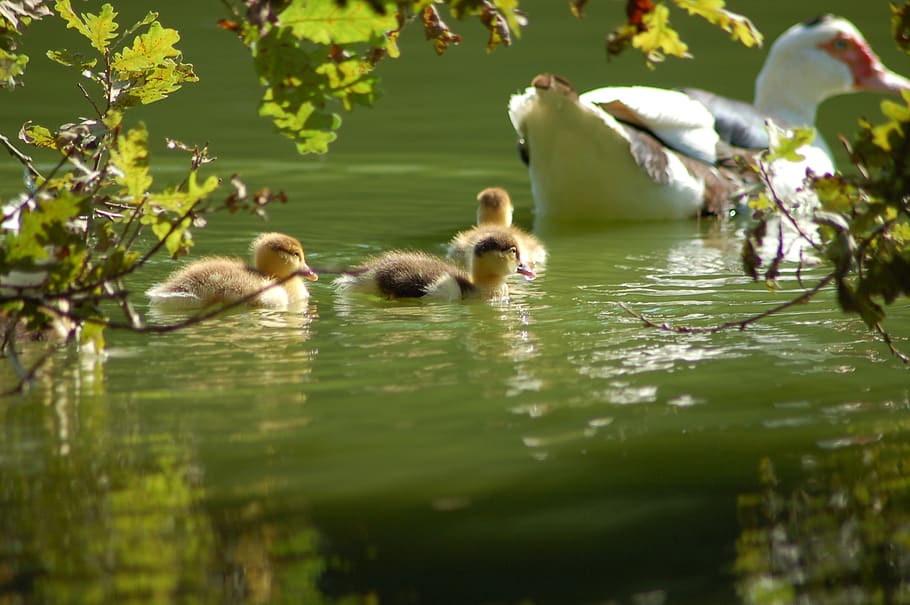 bebek, anak ayam, kecil, bulu, ibu, anak itik, burung muda, sekelompok binatang, hewan muda, danau