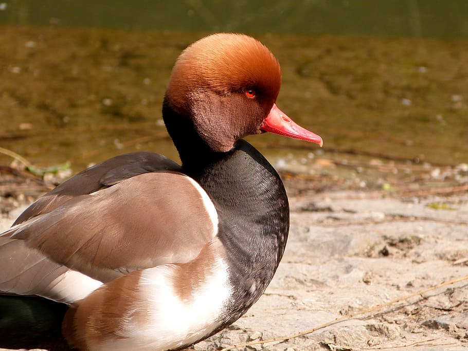 Duck, Bird, Red-Crested, Pochard, Brown, red-crested, pochard brown, nature, animal, water, wildlife