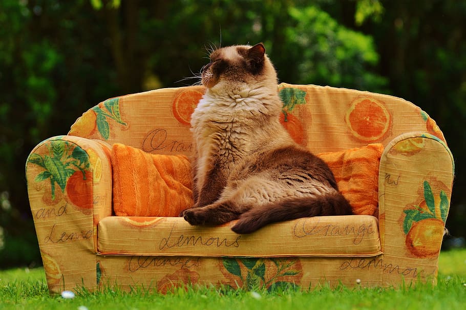 sofa, couch, cat, british shorthair, thoroughbred, fur, brown, beige, blue eye, sweet