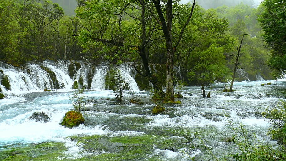 jiuzhaigou, the scenery, falls, tree, plant, water, beauty in nature, flowing water, forest, scenics - nature