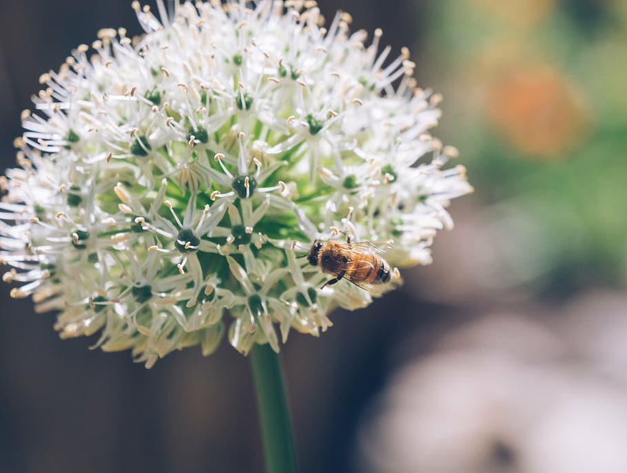 bee, white, allium flower selective-focus photography, daytime, flower, bloom, petal, nature, plant, insect