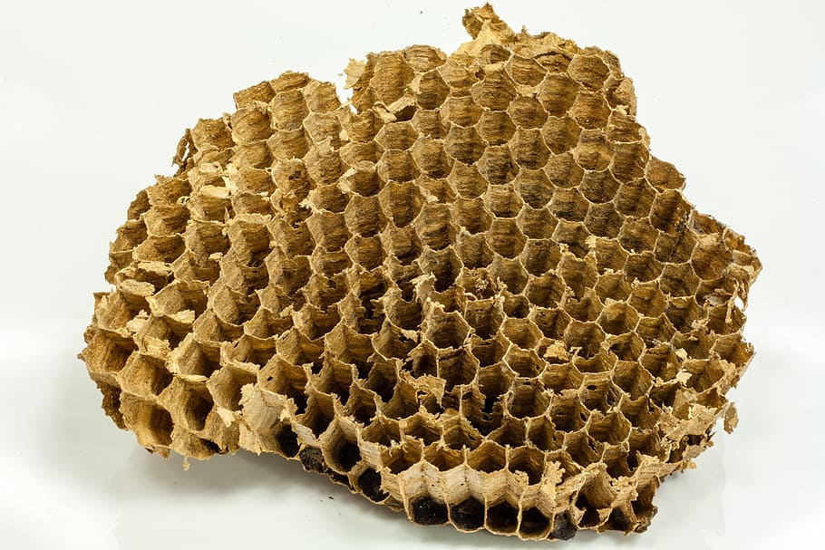 wasps, honeycomb, honey, bees, nature, flowers, beehive, insects, insects hotel, macro