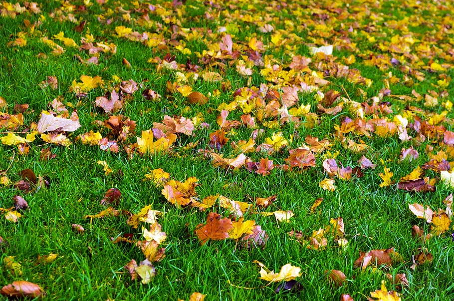 Autumn, Season, Leaves, Color, Grass, background, collage, nature, macro, decorations