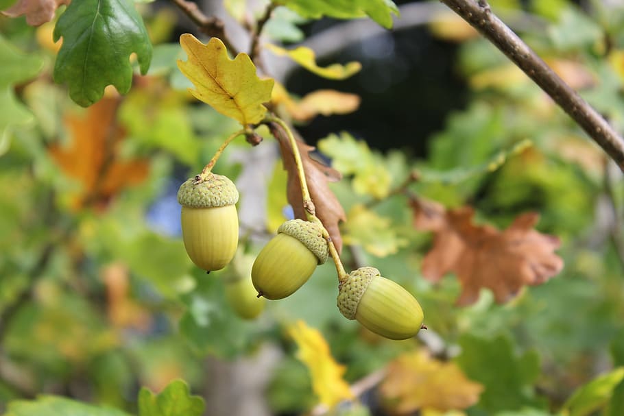 acorn, autumn, nuts, nut, plant, growth, tree, fruit, focus on foreground, food and drink