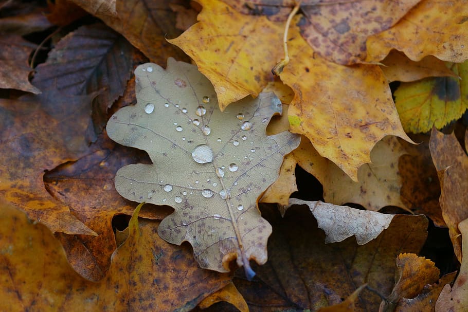 leaf, autumn, rain, yellow, leaves, dew, oak, дуб, листок, дощ