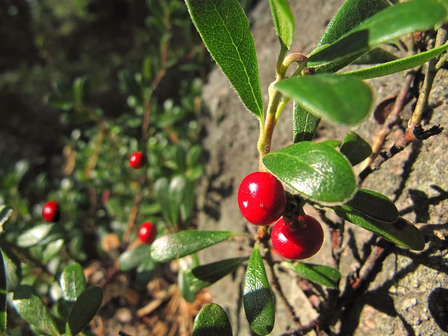 selective, focus photography, red, fruits, lingonberry, cowberry, red whortleberry, vaccinum vitis idaea, foxberry, bearberry