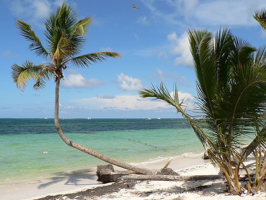 landscape photo, coconut tree, seashore, dominican republic, punta cana, beach, coconut, sea, holiday, paradise