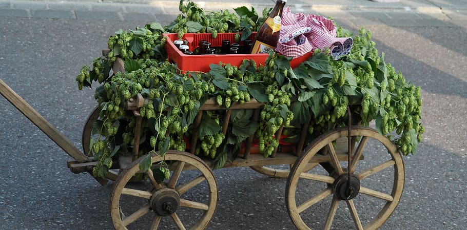 merah, peti, hijau, berdaun, tanaman, gerobak, mobil kayu, hari ayah, kotak bir, tradisi