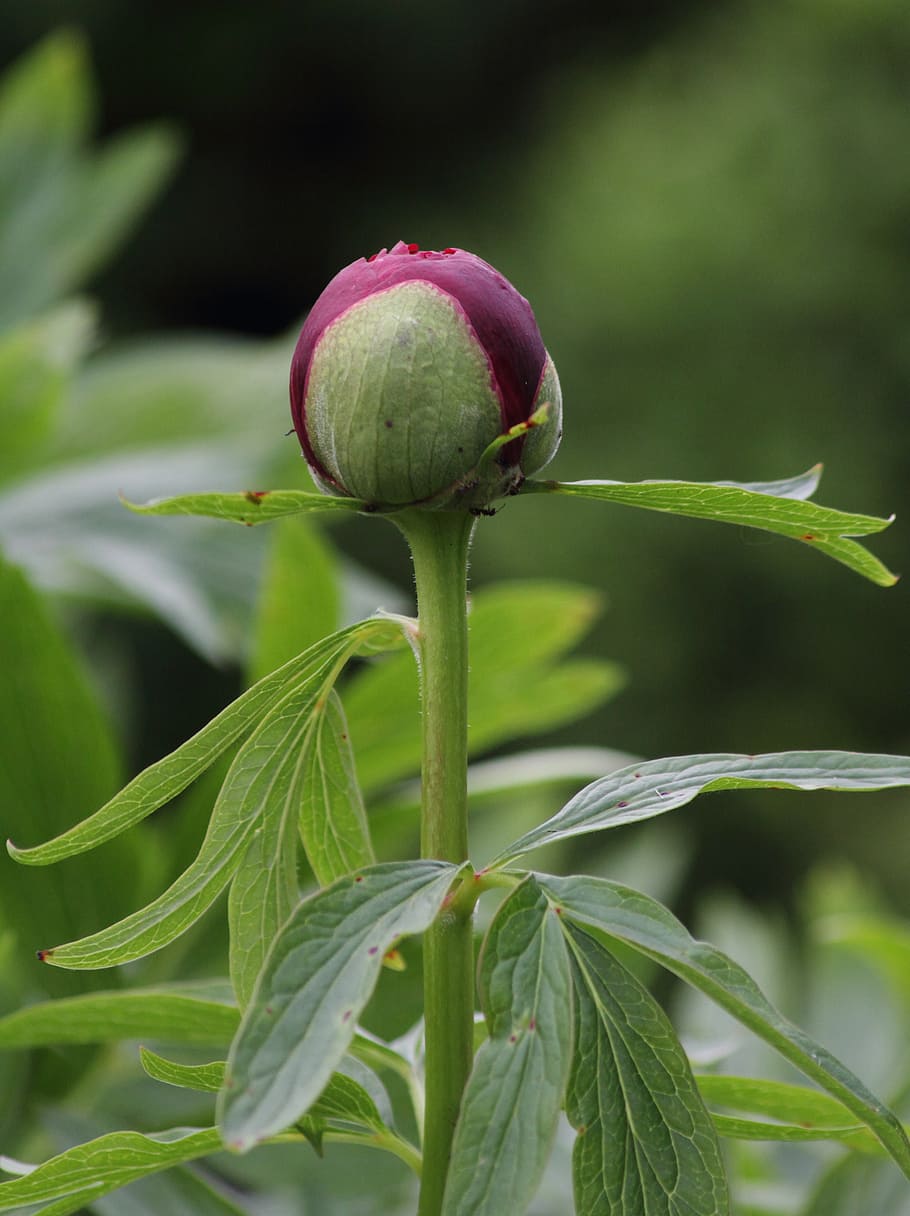 flower, green, blossom, bloom, plant, fruchtkapsel, nature, roses, peony, canon eos 7d