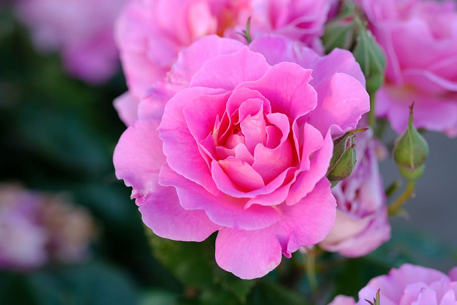 macro photography, pink, carnation flower, rose, pink rose, rose bloom, flowers, blossom, bloom, nature