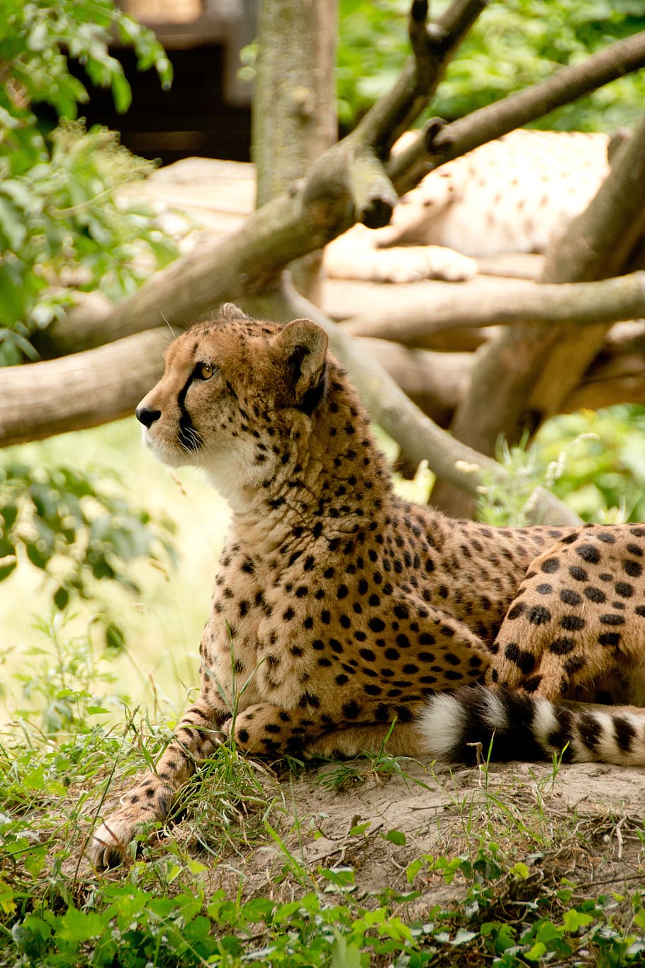 cheetah, grass, daytime, africa, kenya, safari, nature, holiday, national park, animals