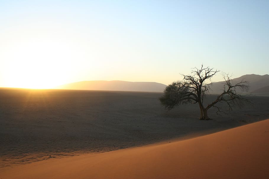 amanecer, árbol, desierto, África, Namibia, al aire libre, escénico, morgenstimmung, estado de ánimo, luz