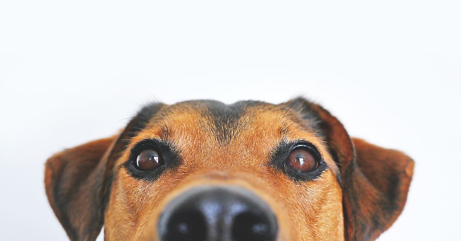 close-up photo, short-coated, black, tan, dog, view, funny, sweet, animal portrait, eyes