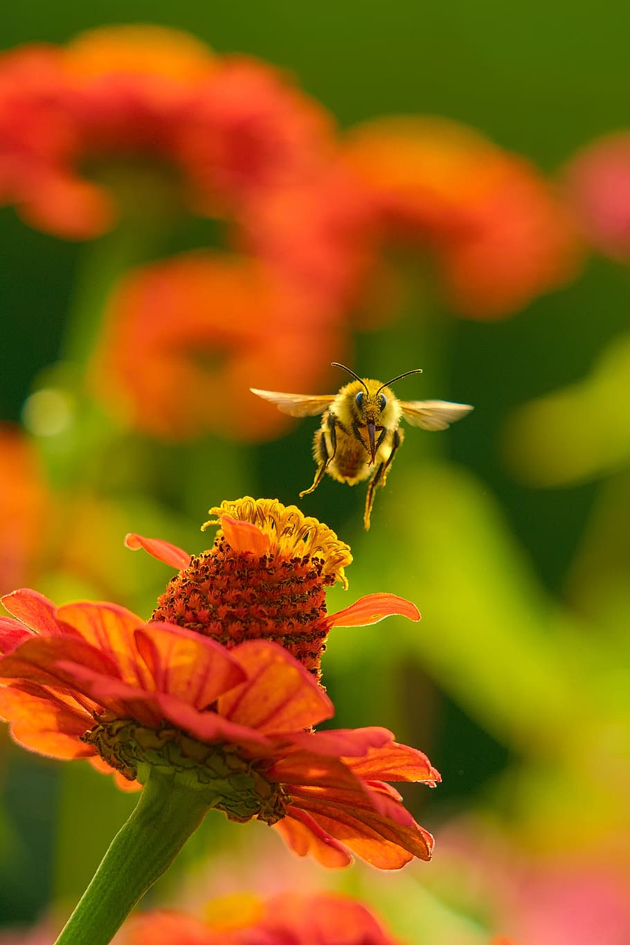 abeja, flor, naturaleza, jardín, insecto, natural, néctar, polen, volando, planta floreciendo