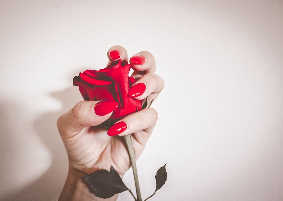 person, holding, red, rose, nails, manicure, girl, nails manicure, woman, glamour