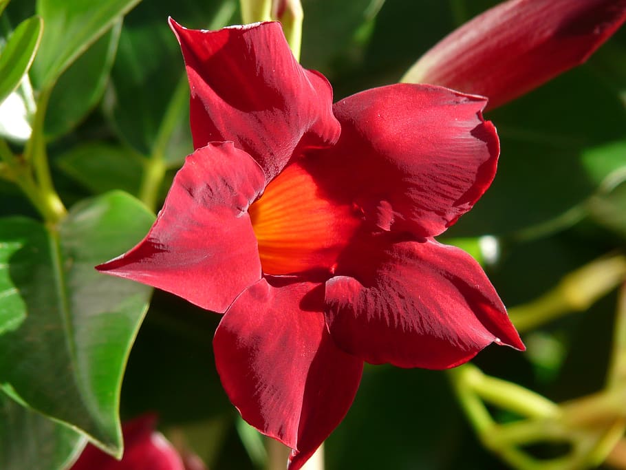 mandevilla, flor, floración, rojo, naranja, en forma de trompeta, como embudo, liana neotropical, planta trepadora, semi arbusto
