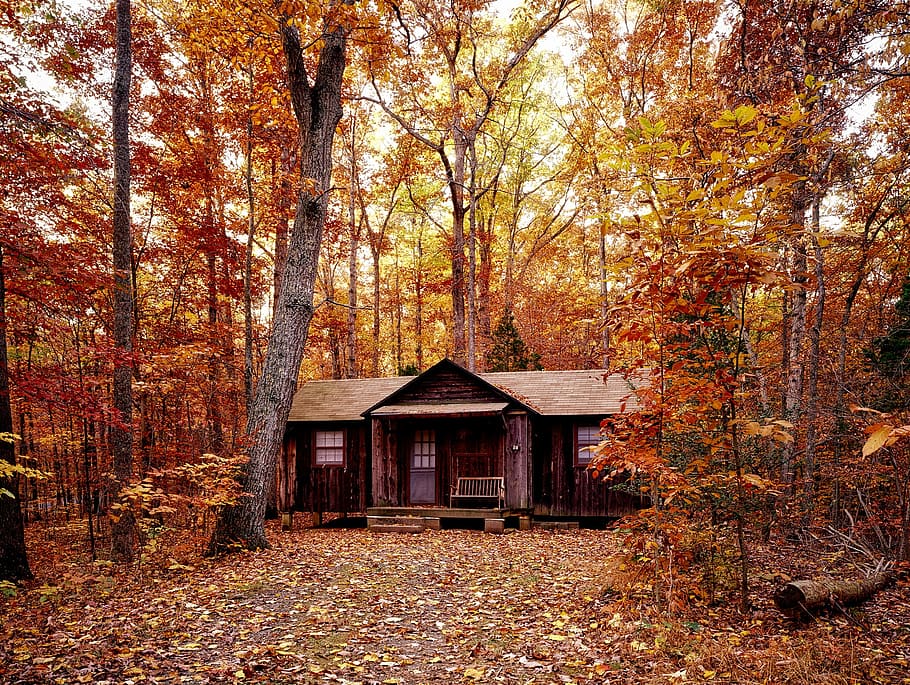 brown, wooden, house, surrounded, maple tree, autumn, fall, foliage, forest, trees